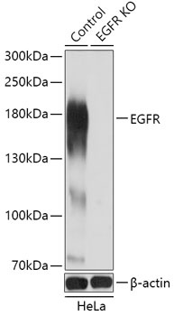 EGFR Antibody, KO Validated抗体，