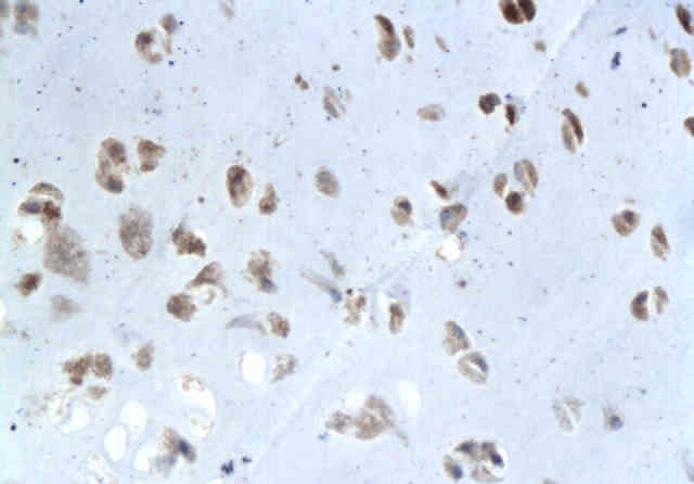 Elastin antibody抗体，orb13391，bi