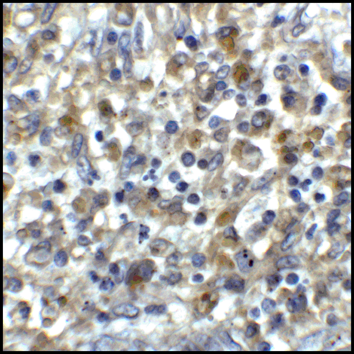 CD80 Antibody [10A1]抗体，orb1239