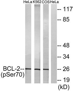 Bcl-2 (phospho Ser70) rabbit p