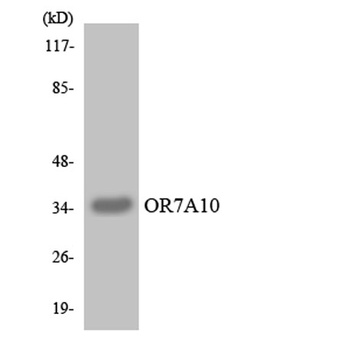 Olfactory receptor 7A10 rabbit