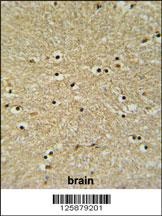 BHLHB5 Antibody抗体，orb1264450，b