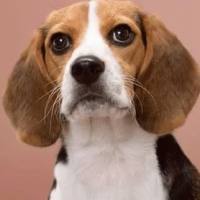 动物实验丨实验犬虹膜睫状体炎模型