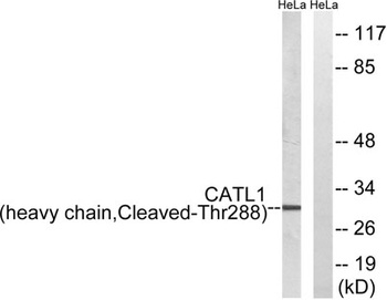 Cleaved-Cathepsin L1 HC (T288)