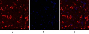 Connexin 43 rabbit pAb抗体，orb76