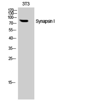 Synapsin I rabbit pAb抗体,orb770