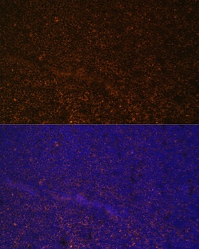 CR2 Antibody抗体,orb1255859,bior