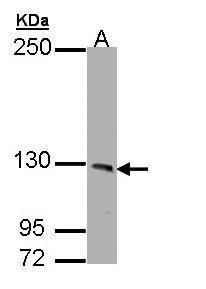 PHKA1 antibody [C2C3], C-term抗
