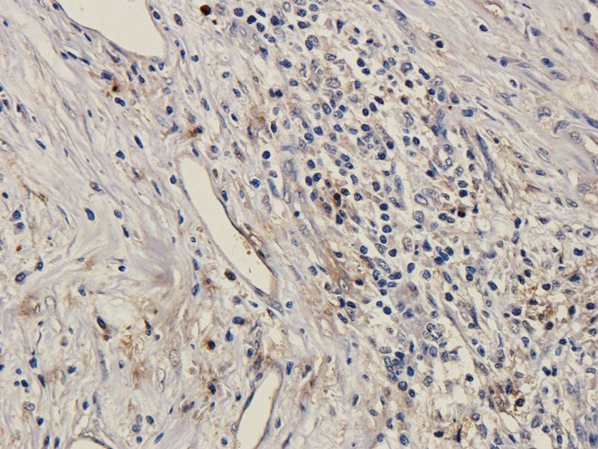 SOX2 antibody抗体，orb33646，biorb