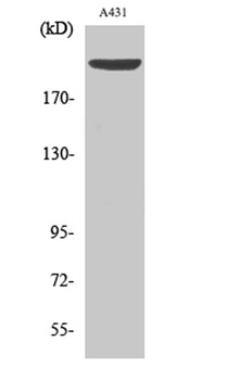 Separase (phospho Ser801) rabb