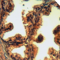 Cystatin C Antibody抗体，orb25647