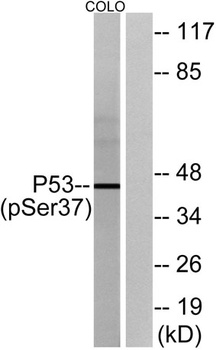 p53 (phospho Ser37) rabbit pAb