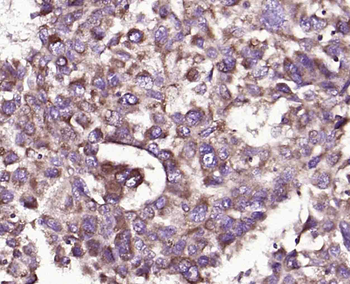 CD48 Rabbit Polyclonal Antibod