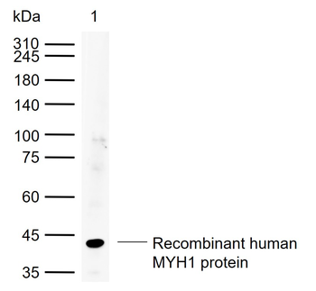 MYH1 Rabbit Polyclonal Antibod