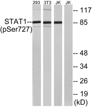 Stat1 (phospho Ser727) rabbit