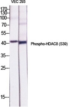 HDAC8 (phospho Ser39) rabbit p