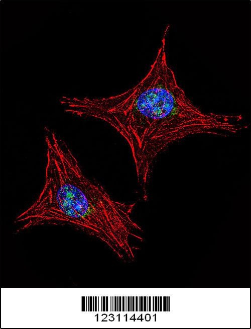 UTY Antibody抗体，orb1262389，bior