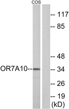 Olfactory receptor 7A10 rabbit