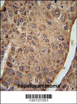 RPL27A Antibody抗体，orb1270488，b