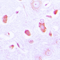 GUCY1A3 Antibody抗体，orb214026，b