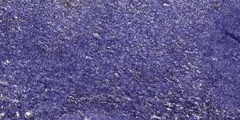 CPA1 rabbit pAb抗体，orb764912，bi