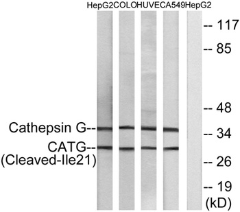 Cleaved-Cathepsin G (I21) rabb