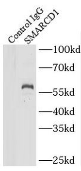 SMARCD1 Antibody抗体,orb631320,b