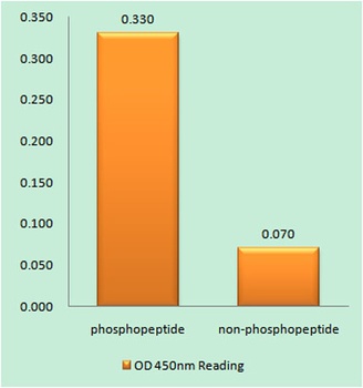 Cyclin E1 (phospho Thr77) rabb