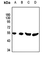 Phospholipase D4 Antibody抗体，or