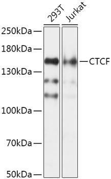 CTCF Antibody抗体,orb1261271,bio