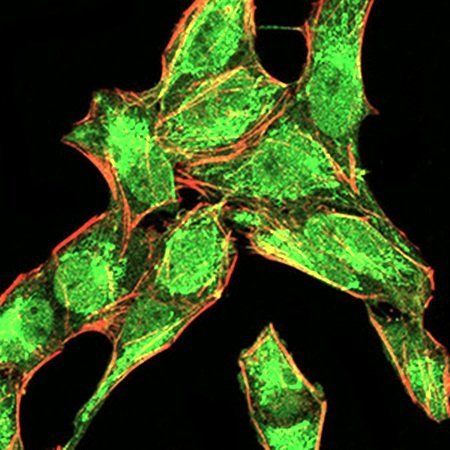 BMP4 Antibody抗体，orb333926，bior