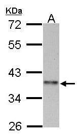 C4orf19 antibody [N3C3]抗体，orb5