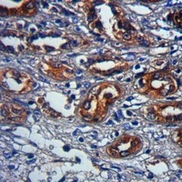 GPR109A Antibody抗体，orb665817，b