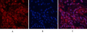 AP-1 rabbit pAb抗体，orb764543，bi