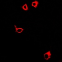 GPR106 Antibody抗体，orb665824，bi