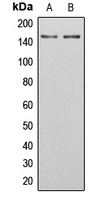 SGK223 (Phospho-Y413) Antibody