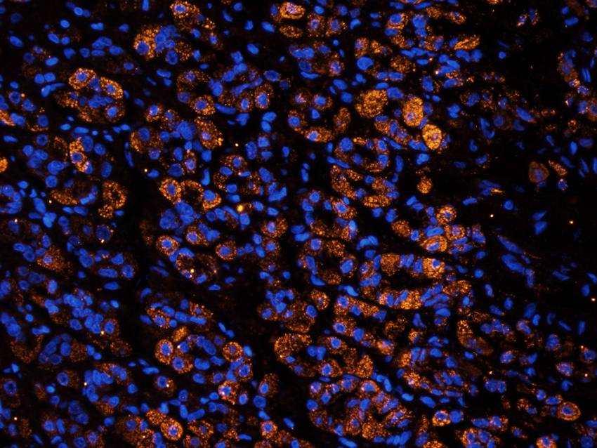 Cubilin antibody抗体，orb4997，bio
