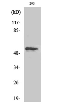p53 (phospho Thr18) rabbit pAb