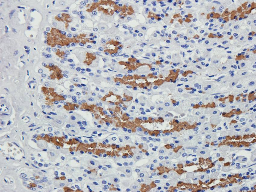 Cubilin antibody抗体，orb4997，bio