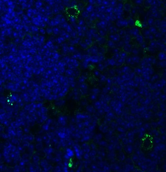 PEX3 (IN) Antibody抗体,orb123807