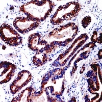 CD229 Antibody抗体,orb256660,bio