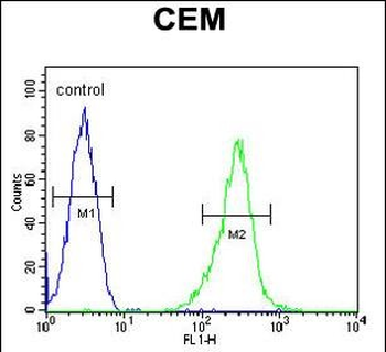KCNV1 Antibody (N-term)抗体，orb3
