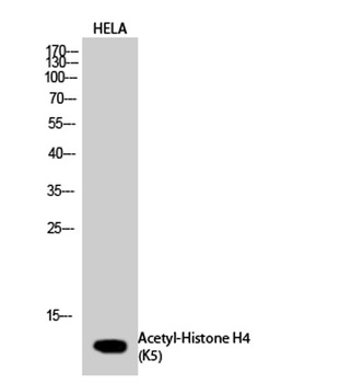Histone H4 (Acetyl Lys5) rabbi