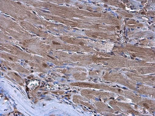 Nkx2.5 antibody抗体,orb556274,bi