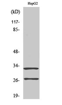Cleaved-Cathepsin G (I21) rabb