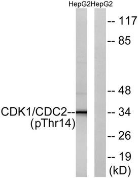 Cdk1/2/3 (phospho Thr14) rabbi