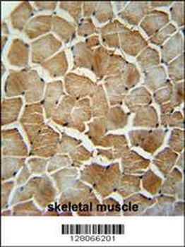 MRM1 Antibody抗体，orb1270846，bio