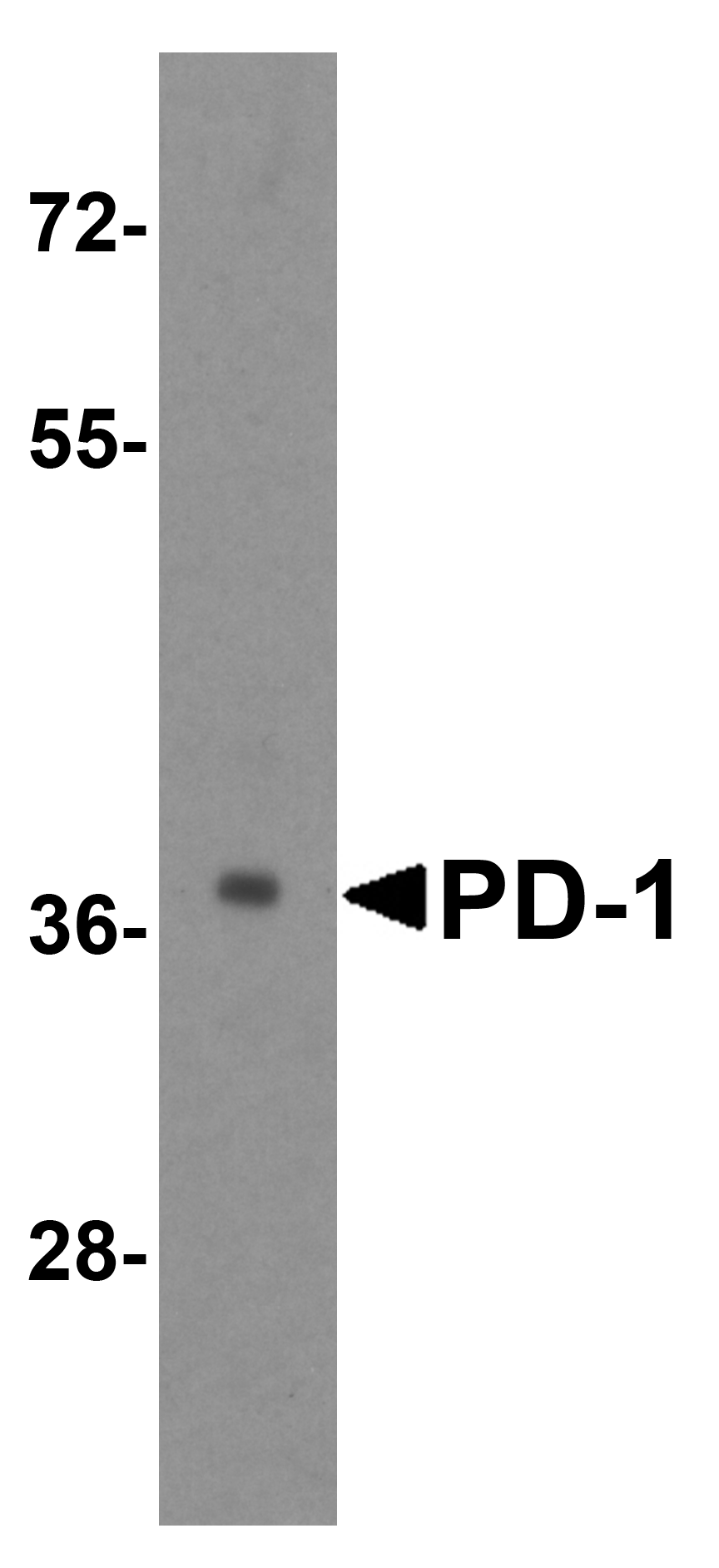 PD1 Antibody [7H6]抗体，orb123976