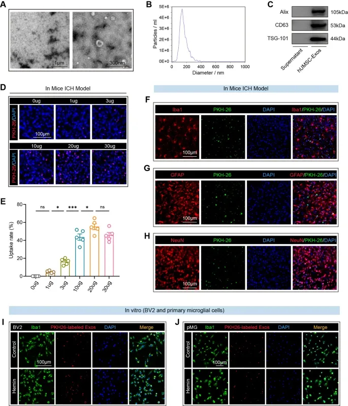 外泌体提取鉴定 外泌体提取鉴定