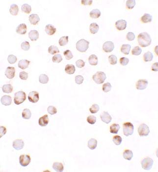 TIAF Antibody抗体，orb1238800，bio